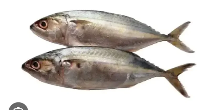 Manfaat Ikan Kembung untuk Ibu Hamil